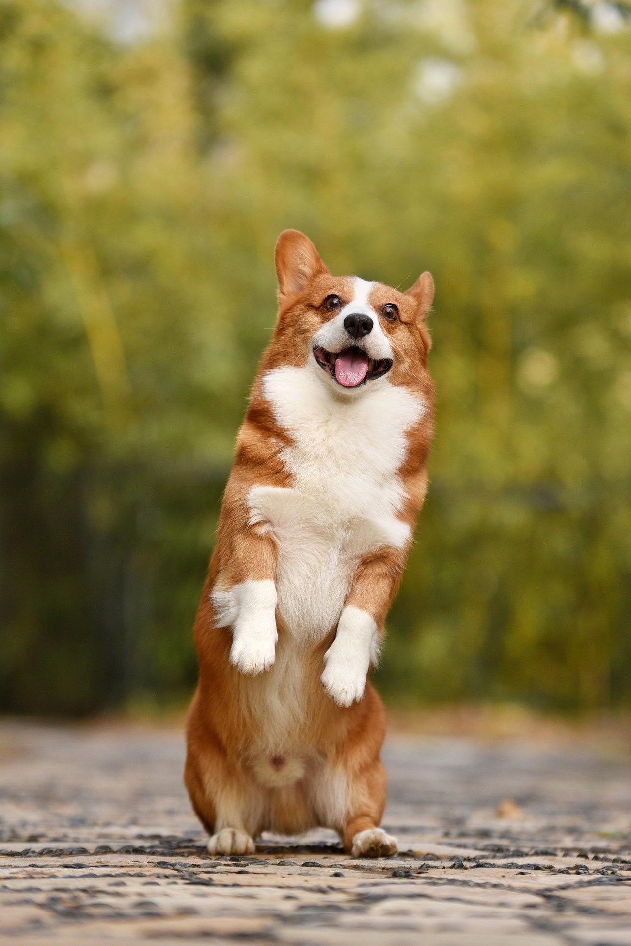 CorgiStockPixalBay